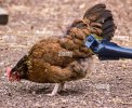 una-gallina-marrone-che-pecking-grano-in-un-cortile-di-fattoria-2bynag7.jpg